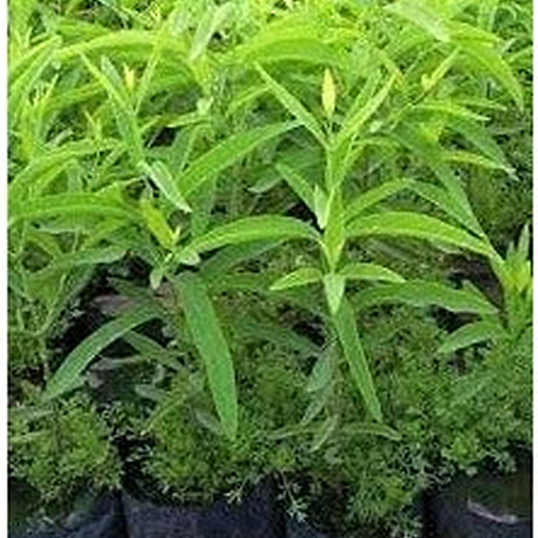 Sandalwood Plant Seeds [neera-v5-97e52e6039787635d95d]