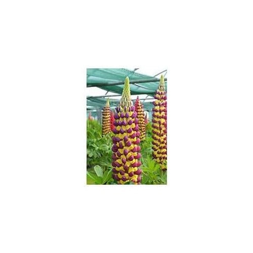 Heirloom Non-GMO Violet Yellow Lupine Flower Seeds Blooms for Garden Planting [neera-v5-97e5d3673c88a1d6c5e5]
