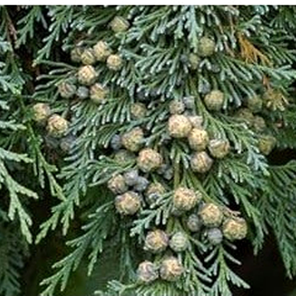 pendula Chamaecyparis Nootkatensis Tree Seeds [neera-v5-97e844da2c1643b56ea6]
