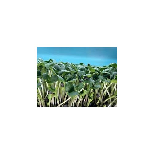 Sunflower Microgreens Seeds [neera-v5-97e903e2c53115785775]