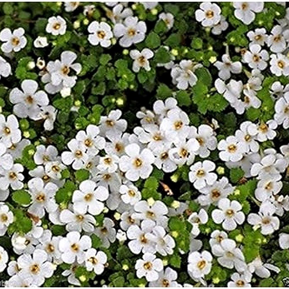 White Waterhyssop Flower Seeds for Planting [neera-v5-97ffb28b5c23ee633b56]