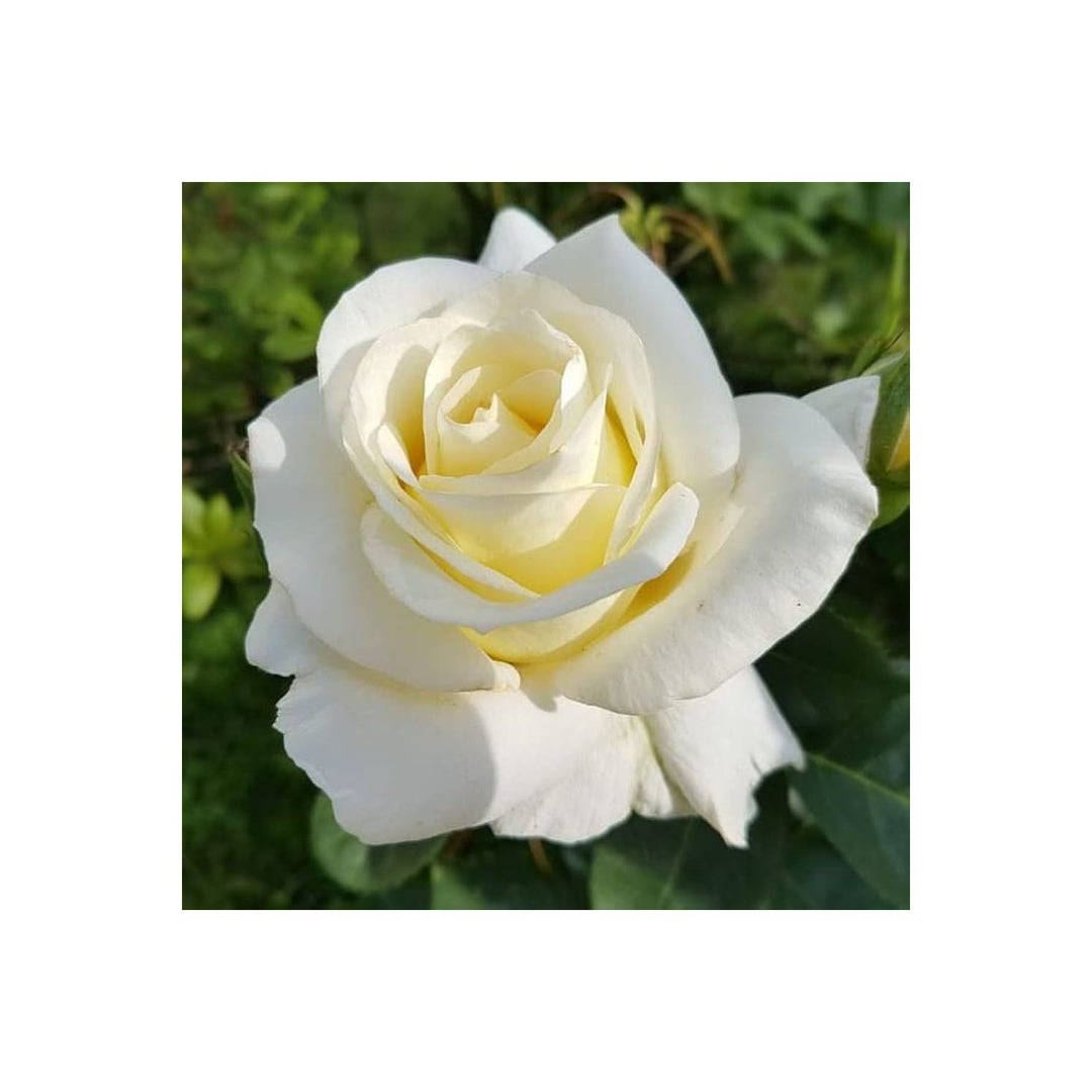 White Heirloom Non Gmo Rose Garden Planting Flower Seeds Home Garden Planting, Blooming [neera-v5-9806cd3e4348ff8e5d30]