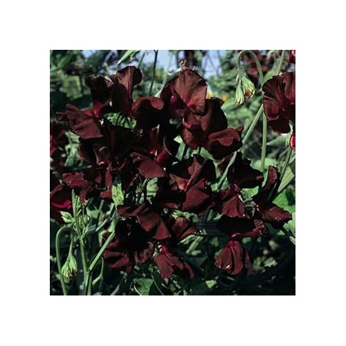 Heirloom Non-GMO Black Sweet Pea Flower Seeds for Planting [neera-v5-98147466e4a4bd4edc05]