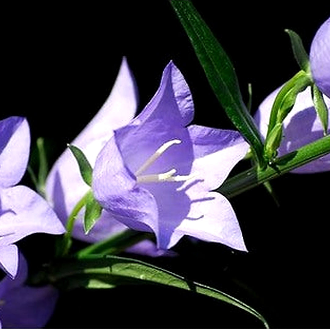 Purple Blue Bellflower Campanula Carpatica Tussock Flower For Planting Compact Blooms For Edging [neera-v5-9815b2394f9b6f8607cc]