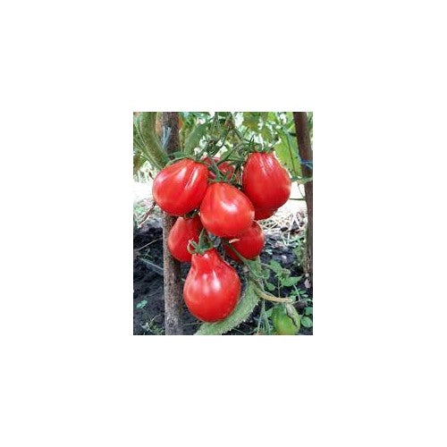 Truffle Black Tomato Vegetable Seeds for Planting [neera-v5-981c4909ca0b3c8d9e6b]