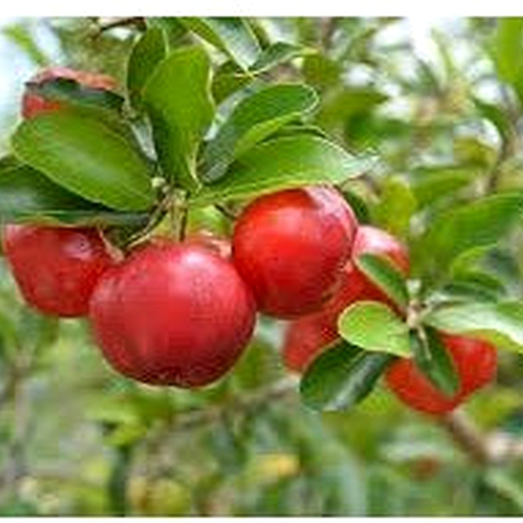 Red Malpighia Glabra Fruit Seeds for Planting [neera-v5-9821539929abd3a713d2]