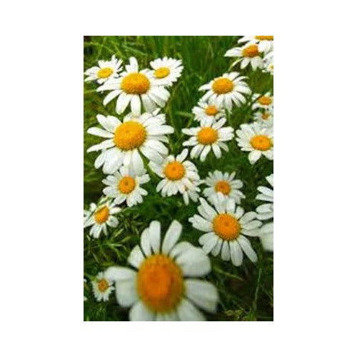 German Chamomile Heirloom Non Gmo German Chamomile Planting Flower Seeds Home Garden [neera-v5-9831bdc4cf5e6a14edff]