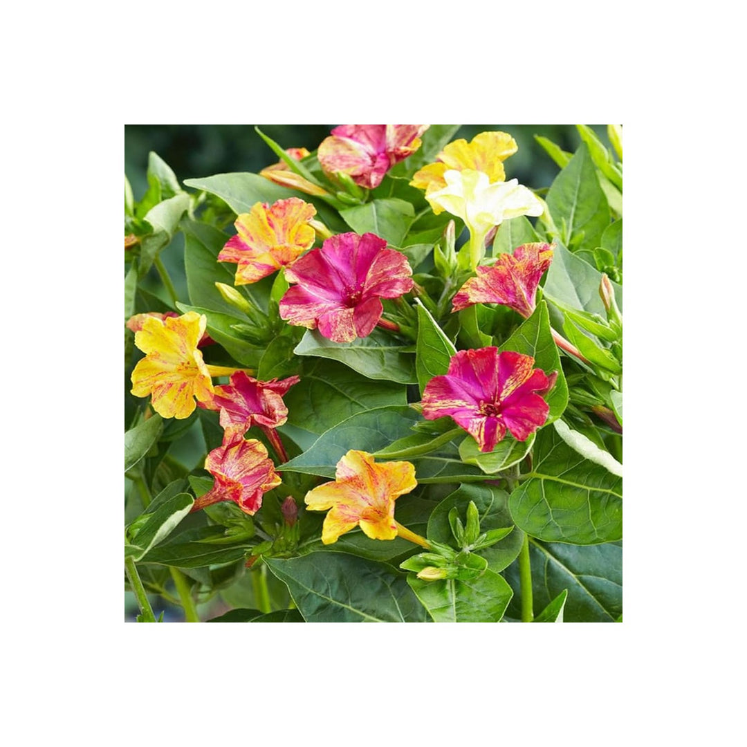 Four O Clock Flower Mix Mirabilis Jalapa Flower For Planting In Backyard Gardening And Evening [neera-v5-9845c9704eb1e3f6f9fa]