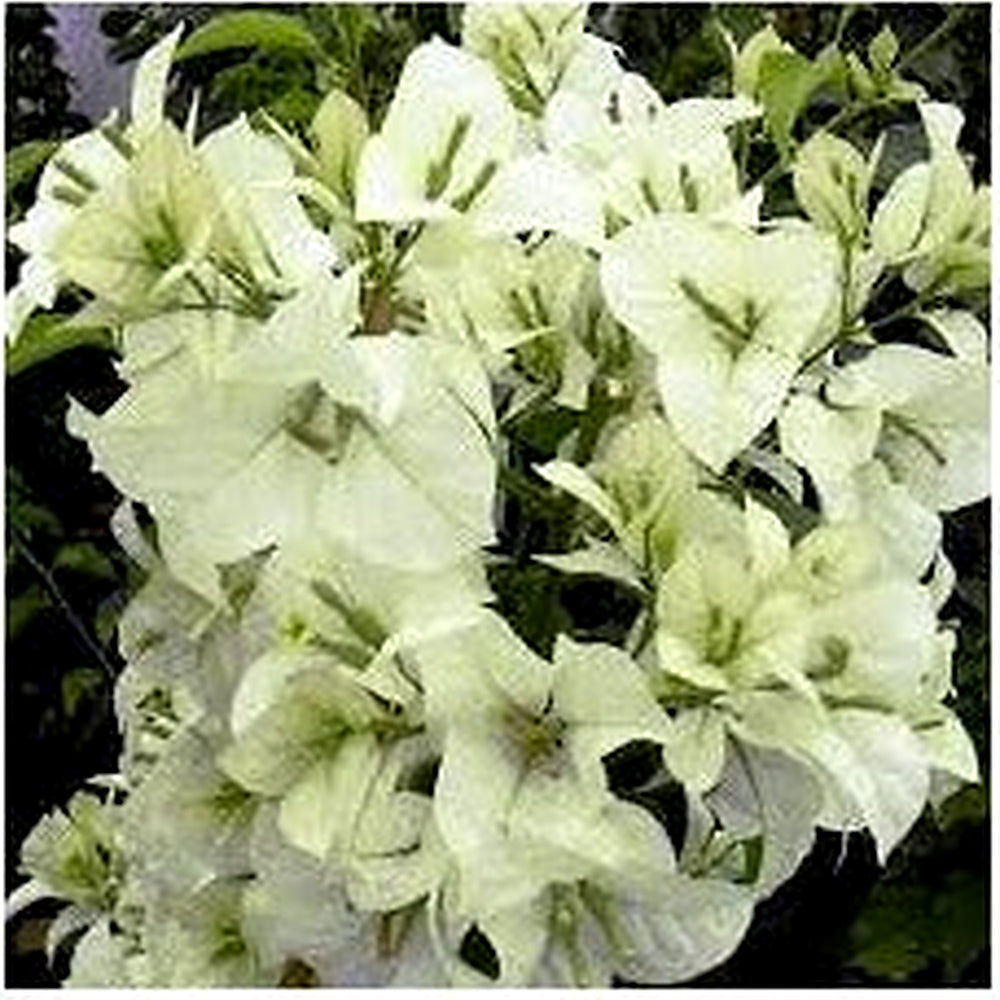 White Cascade Bougainvillea Seeds for Planting [neera-v5-9850e18035ad7d7dd336]