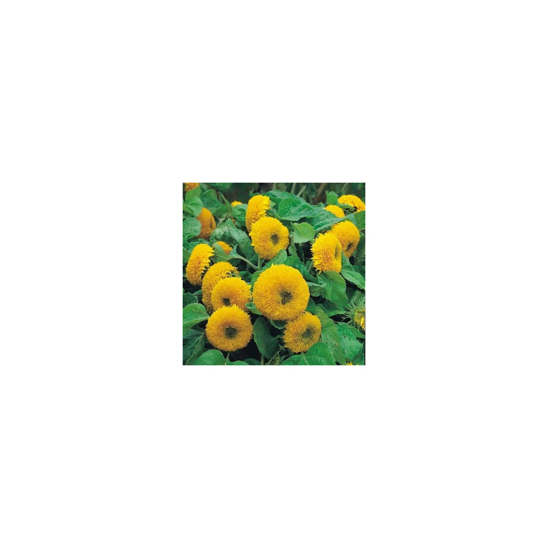 Heirloom Non Gmo Teddy Sunflower Flower For Planting Fluffy Dwarf Garden Blooms Flower Seeds for [neera-v5-98515631b851a856014f]