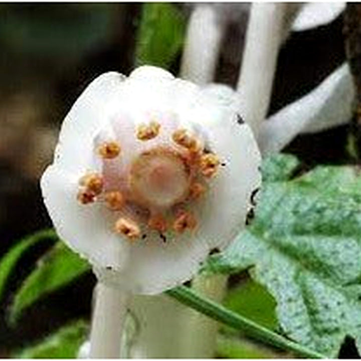 Monotropa Uniflora Indian Pipe Flower Seeds for Planting [neera-v5-9853128f538129011625]
