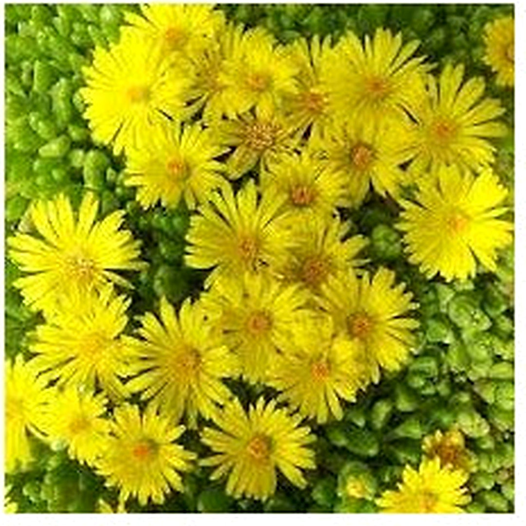 Yellow Delosperma Nubigenum (Ice Plant) Flower Planting Seeds for Garden [neera-v5-985358c0944a26b54bc4]