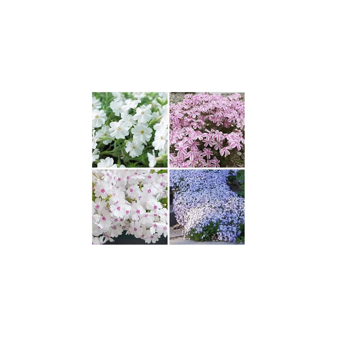 Organic Mix Creeping Phlox Flower For Planting Heirloom Non Gmo Flower Seeds for Home Garden [neera-v5-9863fc1eac2a438a7380]