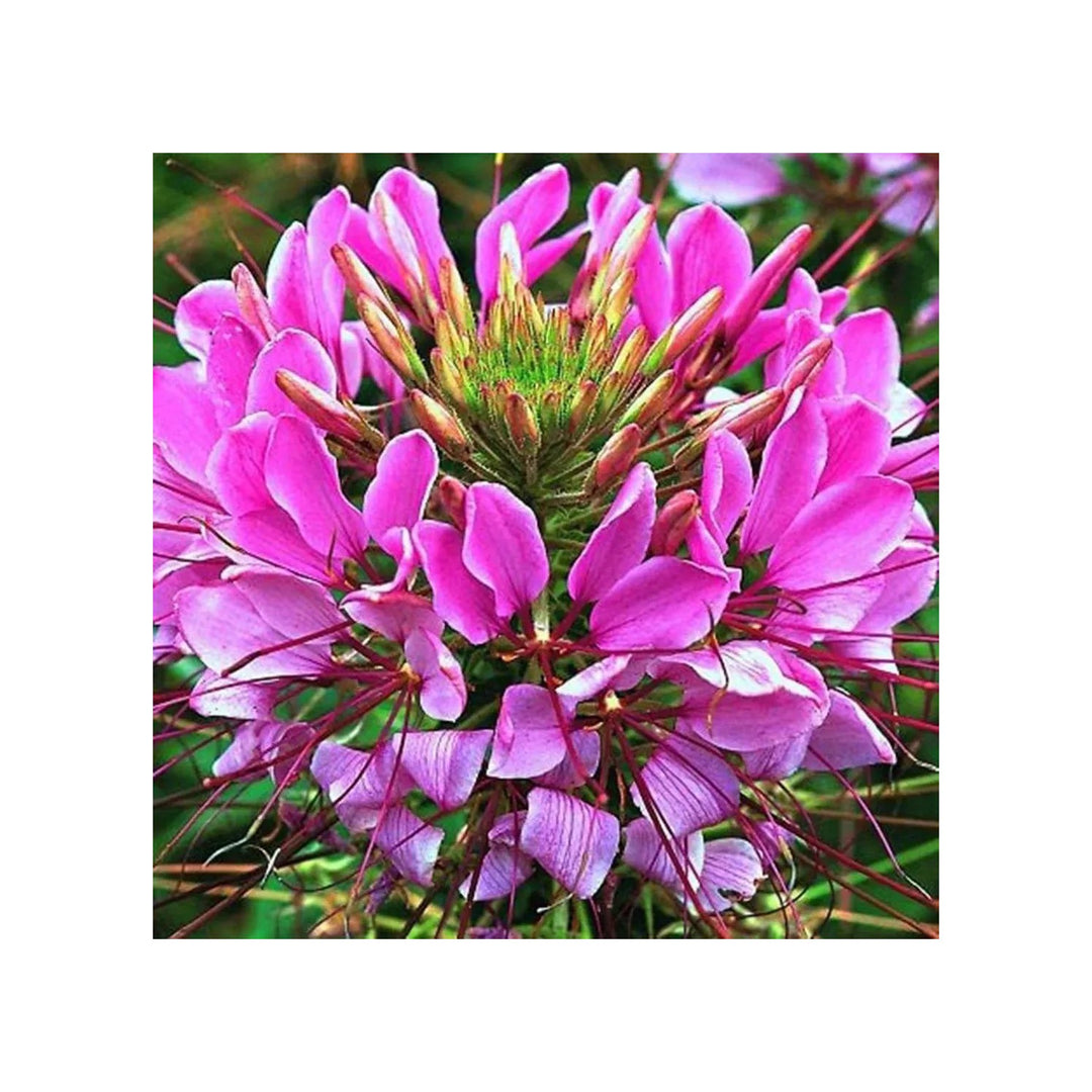Pink Spiny Spiderflower For Planting Non Gmo Flower Seeds for Home Garden Planting, Landscape [neera-v5-98700a8d8cd65a1b0e8d]