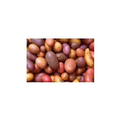 Heirloom Mixed Color Potato Vegetable Seeds for Planting [neera-v5-98775cee3fdc6bae80b3]