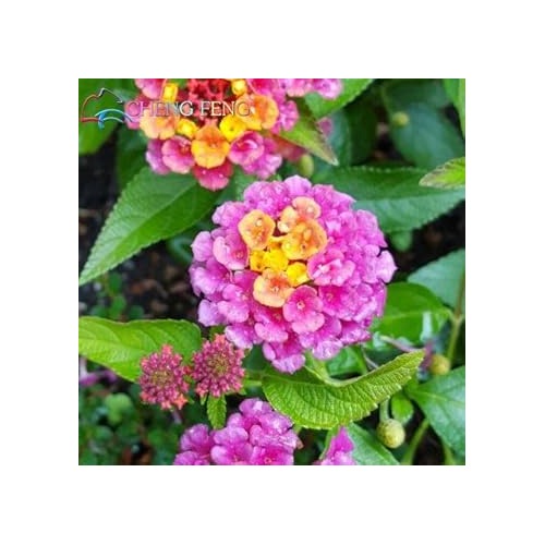 Pink Heirloom Non Gmo Lantana Flower For Butterfly Gardens And Colorful Outdoor Planting Flower [neera-v5-987f049a2cf89b75366d]