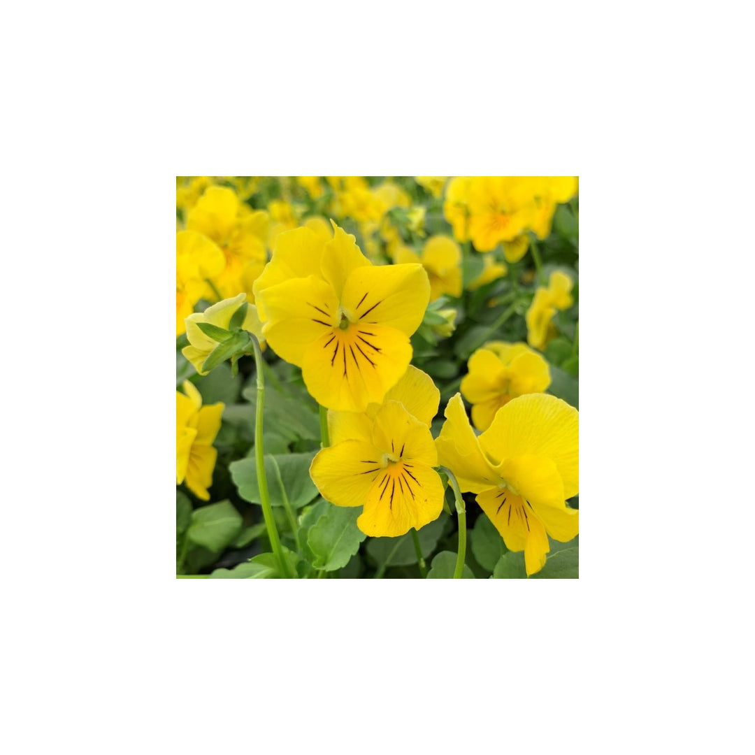 Yellow Pansy Flower Non Gmo For Vibrant Garden Planting Flower Seeds for Home Garden Planting, [neera-v5-988c31e60ce4ab561ef3]