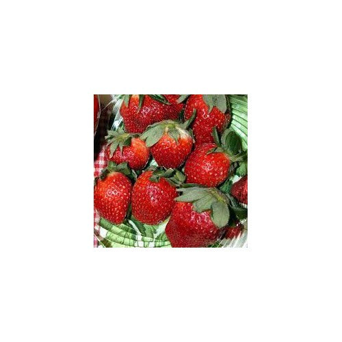 Eversweet Everbearing Strawberry Seeds for Planting [neera-v5-988cfa94ff8ecd377d38]