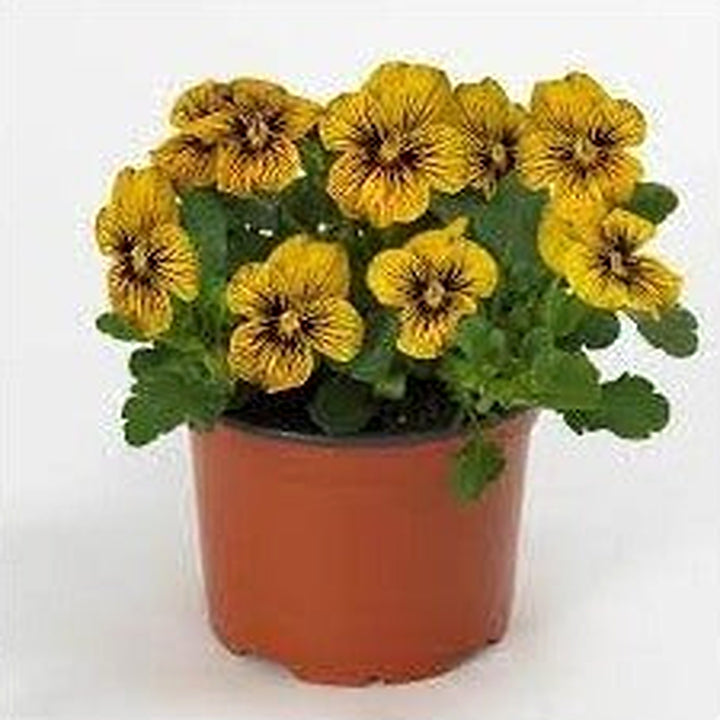 Tiger Eye Flower Seeds [neera-v5-98930c2dc92405235de1]