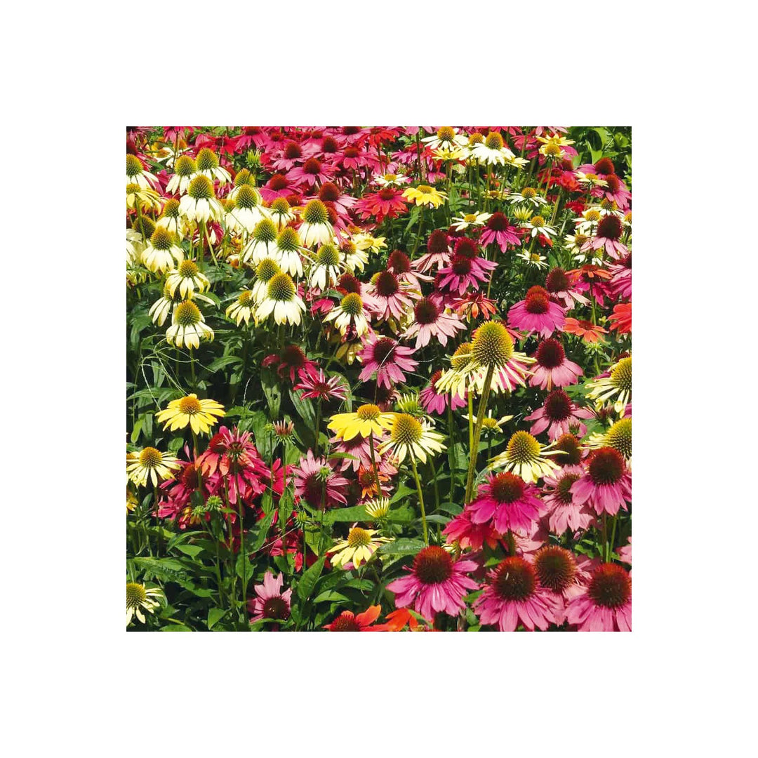 Mixed Echinacea Lustre Wildflower For Planting Heirloom To Attract Pollinators Butterflies Flower [neera-v5-98b067a0ad81dbc1e479]