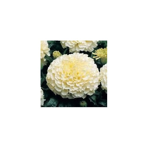 White Marigold Heirloom Non-GMO Flower Seeds for Planting [neera-v5-98ba5c73d5d82569f0b2]