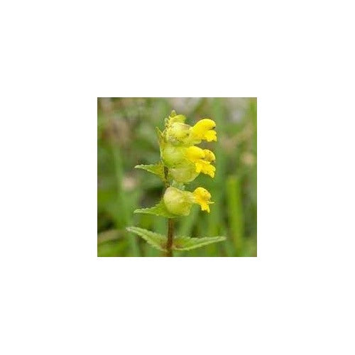 Heirloom Non-GMO Rattle Flower Seeds for Planting High Germination Organic Garden Seeds Unique Wildflower Blooms for Naturalized Gardens [neera-v5-98bb281a8f30208a9055]