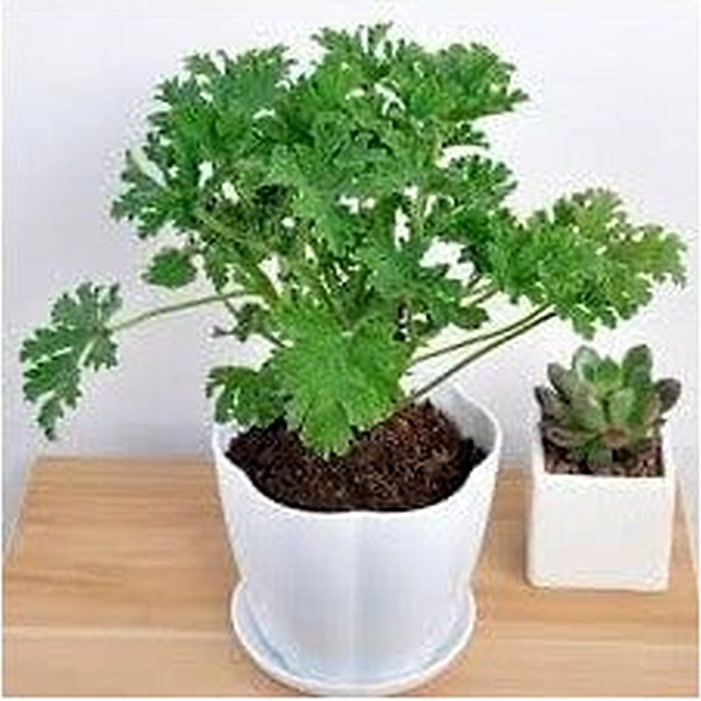 Citronella Plant Seeds for Planting [neera-v5-98c1ba9abe6ab4ff627c]