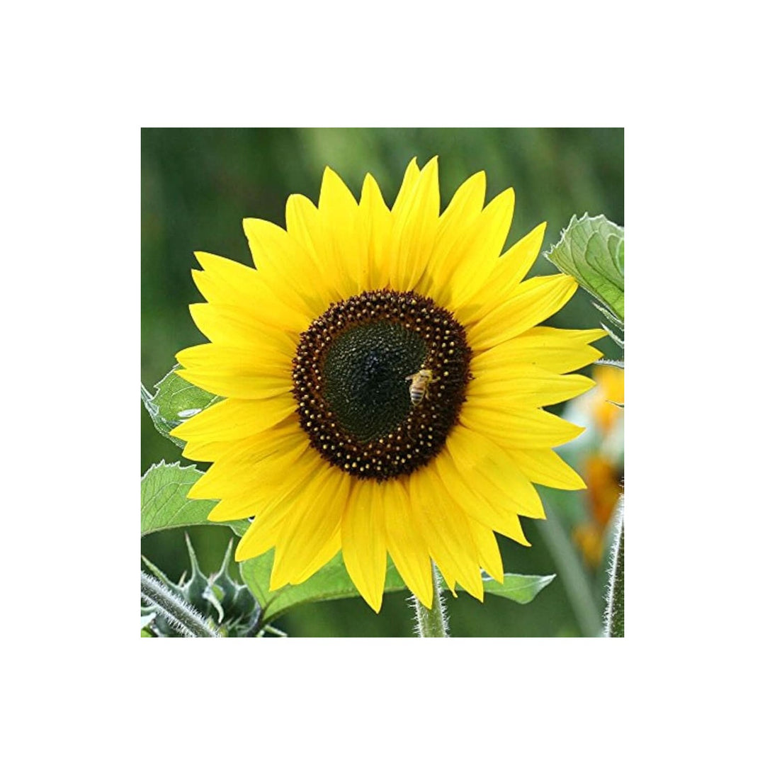 Sunflower Helianthus Annuus Dwarf Flower For Balcony Pots Flower Seeds for Home Garden Planting, [neera-v5-98c762a36b9a189e4303]