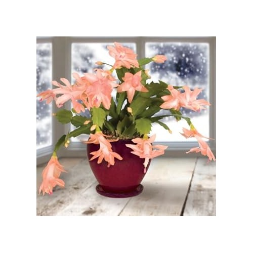 Peach Schlumbergera Flower Seeds for Planting [neera-v5-98cdecf9ca58e13b9d13]