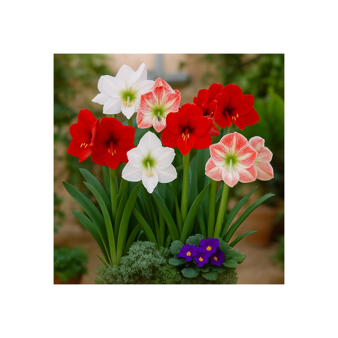 Mixed Amaryllis Flower Heirloom Non Gmo Exotic Flower Planting Flower Seeds Home Garden [neera-v5-98d6d8b8b32a16a2a00d]
