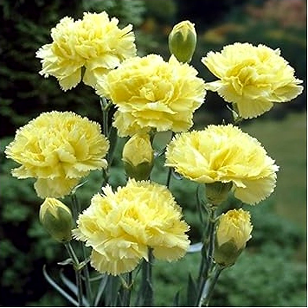 Yellow Dianthus Flower Seeds for Planting [neera-v5-98d9c414b3d19d79f793]