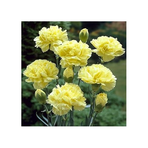 Yellow Dianthus Flower Seeds for Planting [neera-v5-98d9c414b3d19d79f793]