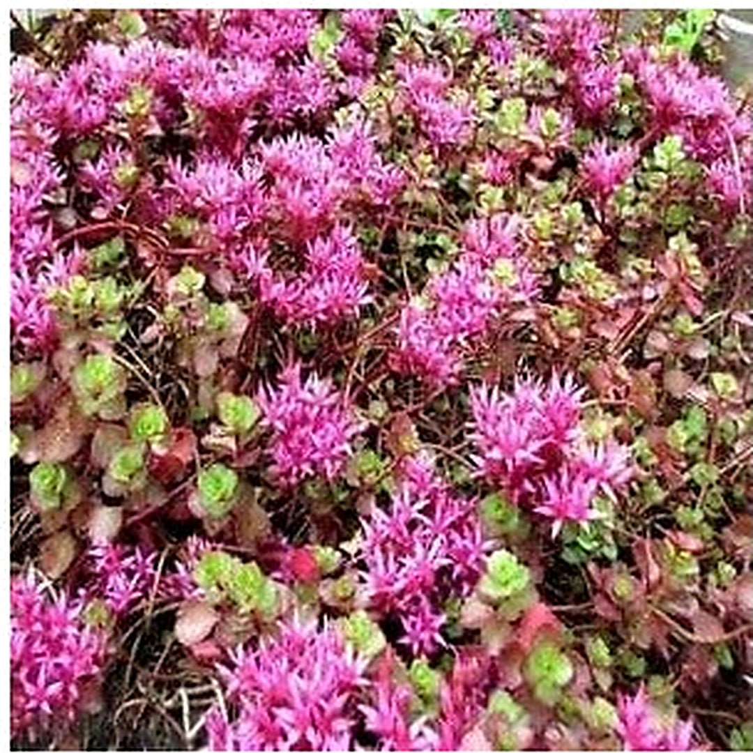 Purple Spurium Coccineum Flower Seeds for Planting | Heirloom Non-GMO High Germination Organic Garden Seeds [neera-v5-98dc688db2ba7340ba14]