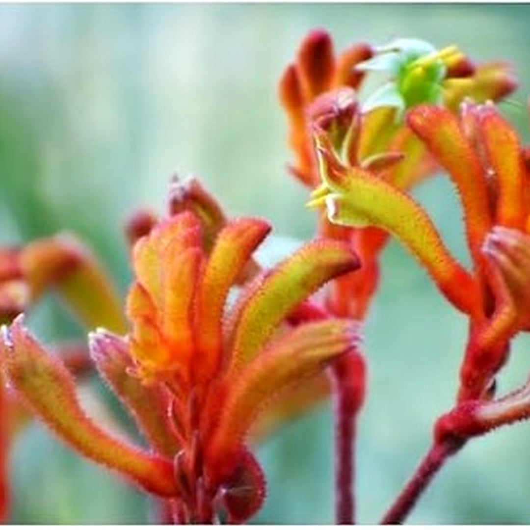 Heirloom Anigozanthos Flower Seeds, Non-GMO Kangaroo Paw Blooms for Exotic Garden Planting [neera-v5-98dd2c36259e4ded6278]