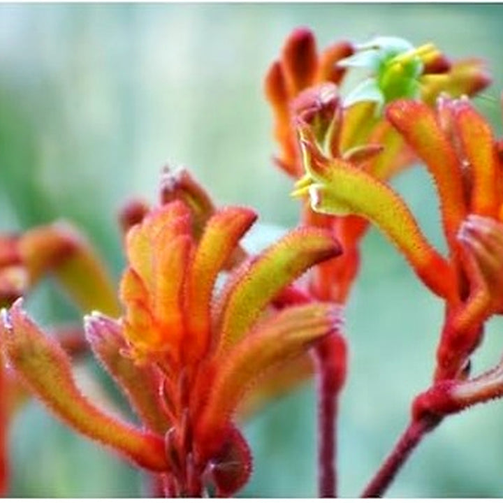 Heirloom Anigozanthos Flower Seeds, Non-GMO Kangaroo Paw Blooms for Exotic Garden Planting [neera-v5-98dd2c36259e4ded6278]