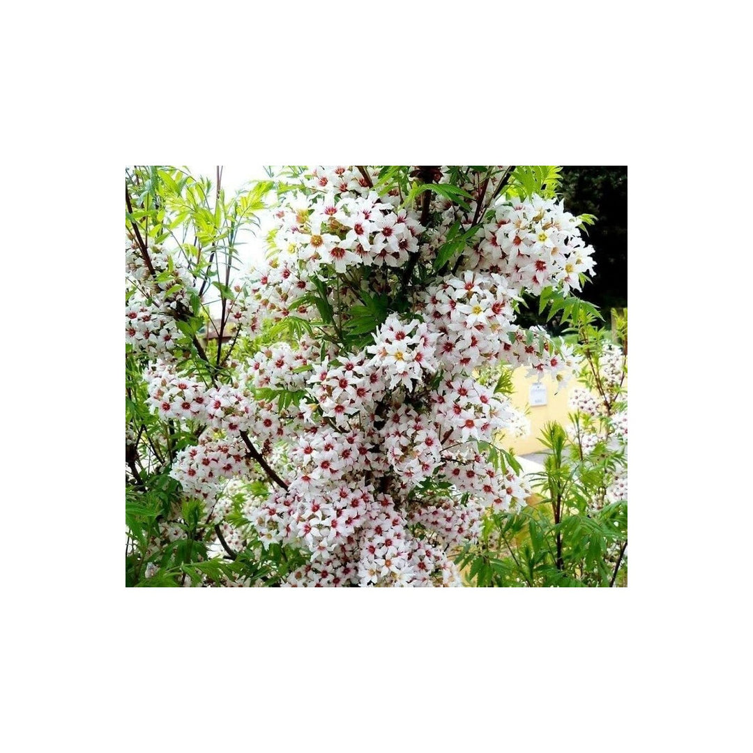 Heirloom Non Gmo Xanthoceras Sorbifolium Flower For Planting Rare Ornamental Tree Flower Seeds for [neera-v5-98e14e350910859689ef]
