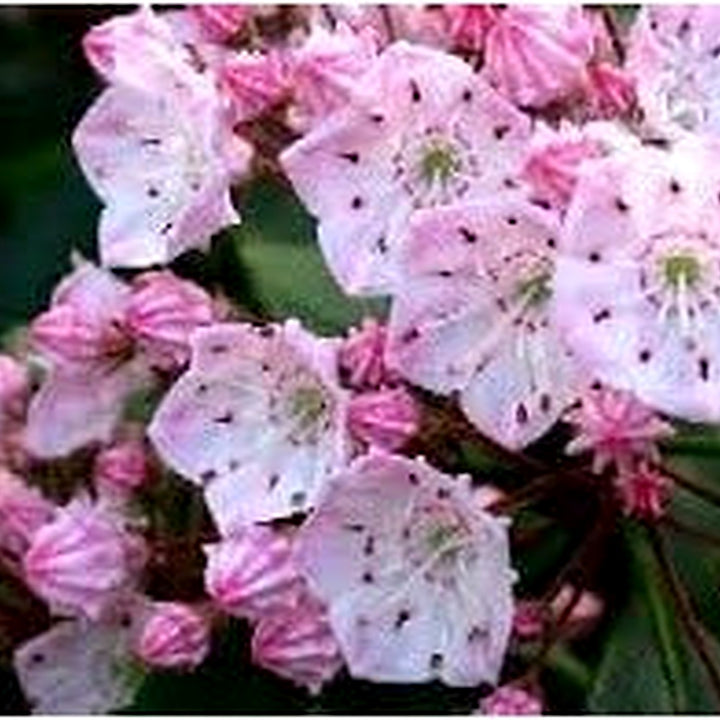 Heirloom Non-GMO Laurel Bush Flower Seeds for Lush Evergreen Garden Planting [neera-v5-98e87f22da8a8bec6123]