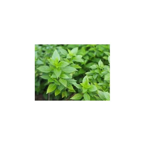 Lemon Basil Herb Seeds for Planting [neera-v5-98ee146cef71bedcead9]