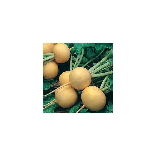 Golden Ball Turnip Vegetable Seeds for Planting [neera-v5-98ee4e21add3f444997e]