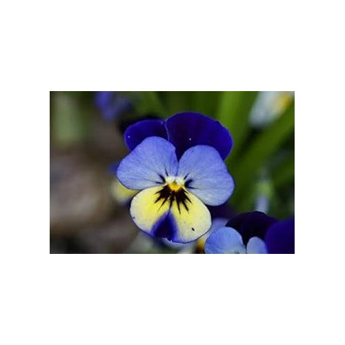 Blue Pansy Seeds for Planting [neera-v5-98ee89593b8ac48d61ff]