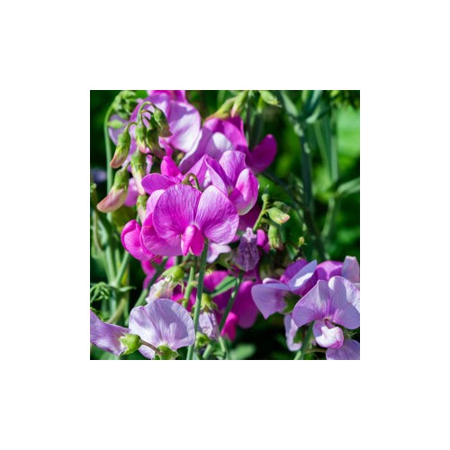 Lathyrus Sweet Pea Mix For Fragrant And Colorful Blooms Flower Seeds for Home Garden Planting, [neera-v5-98ff3862f7727333aa7e]