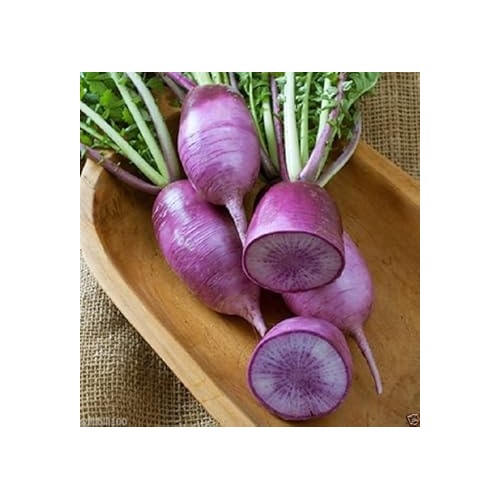 Purple Radish Seeds for Planting [neera-v5-99098638f0d897e4f325]