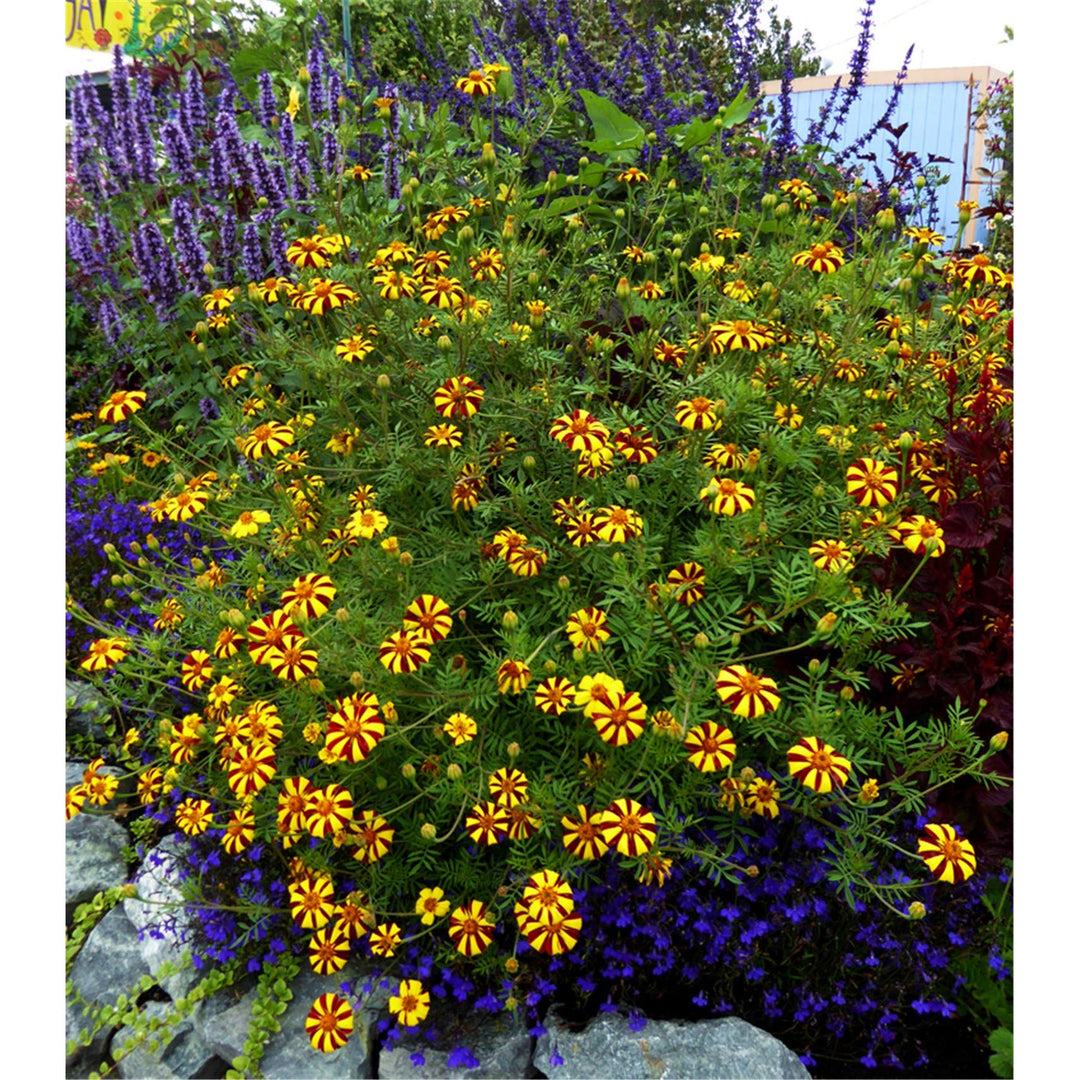Marigold Tagetes Patula Harlequin Flower For Planting Beautiful Colors For Home Garden [neera-v5-9914a8ae65ea1563d14e]