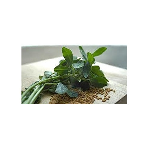 Green Methi (Fenugreek) Herb Seeds for Planting [neera-v5-9916935740080d7e182c]