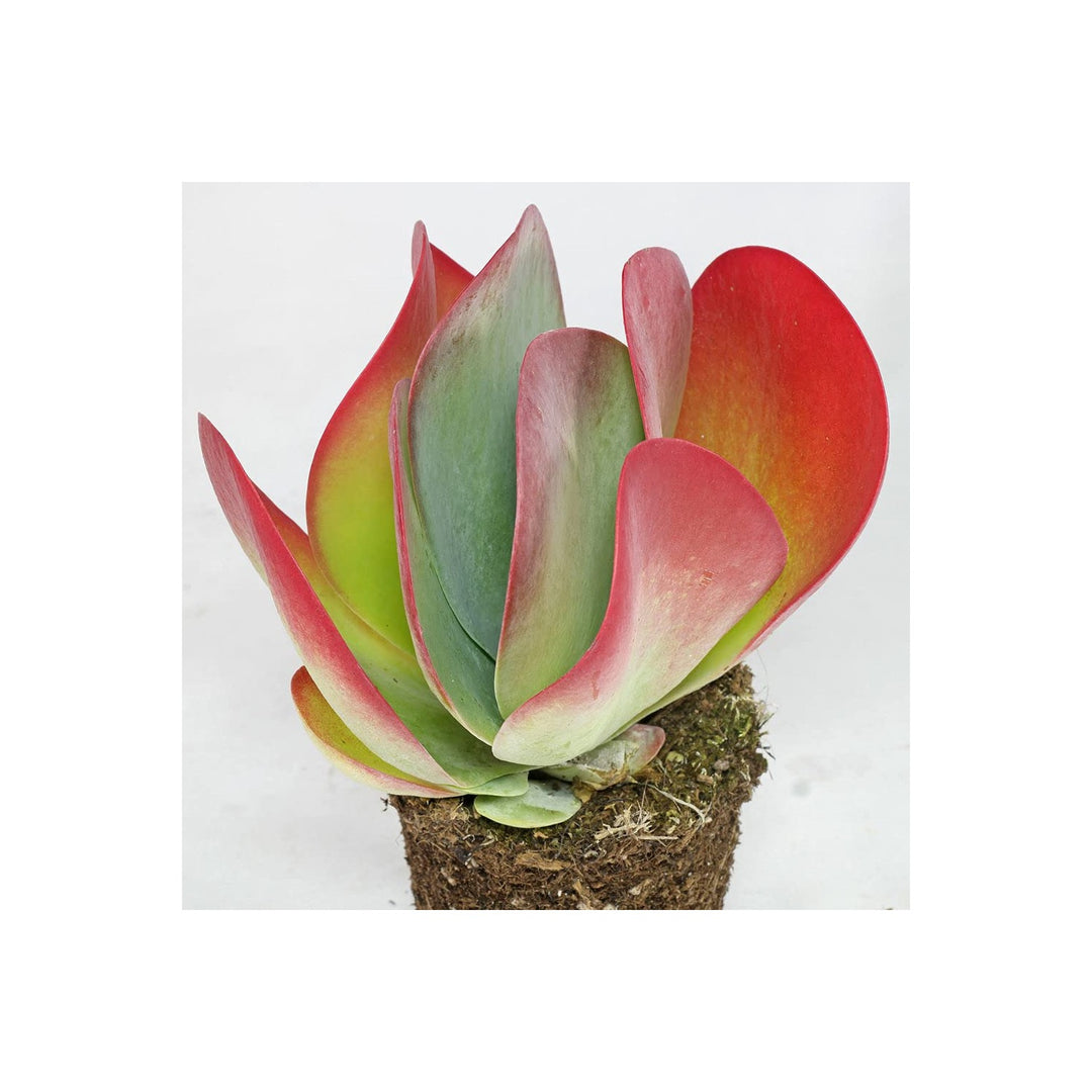 Pink Heirloom Non Gmo Hippeastrum Flower Garden Planting Stunning Amaryllis Blooms Flower Seeds [neera-v5-99174f687e493d46e536]