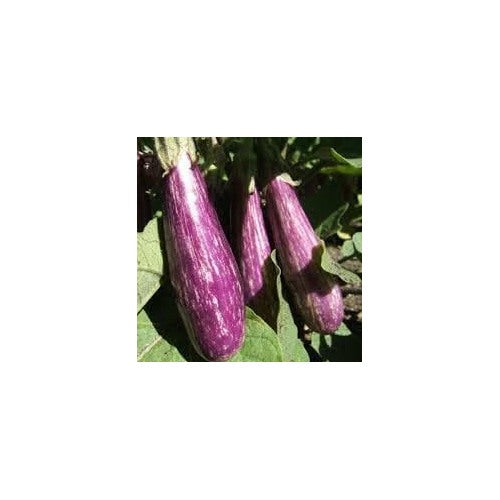 Fairy Tale Eggplant Vegetable Seeds for Planting | Heirloom Non-GMO Organic Garden Seeds [neera-v5-991caac68714fbe78485]