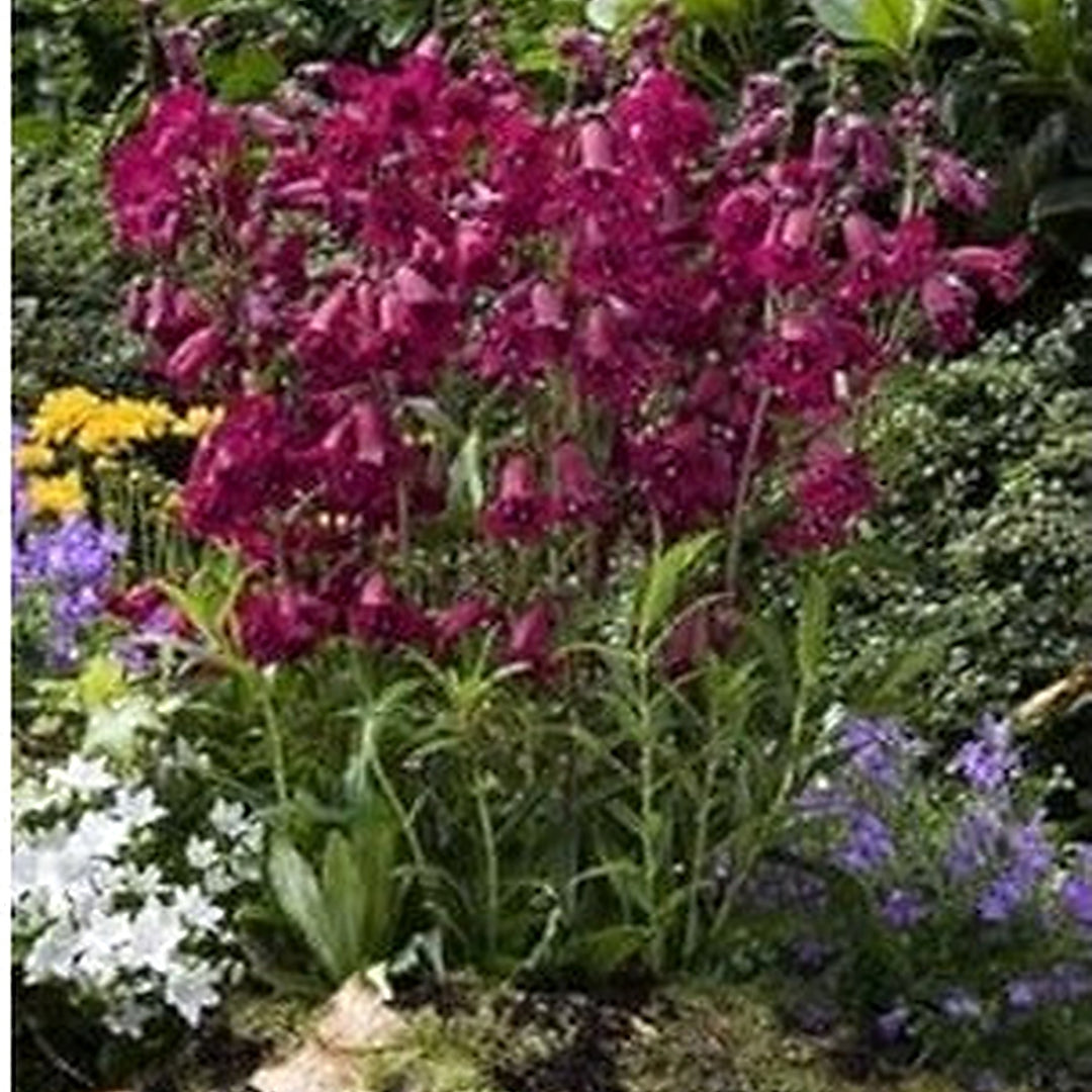Purple Mexicali Sunburst Penstemon Flower Seeds for Planting [neera-v5-99236b0ba7b37cee2bce]