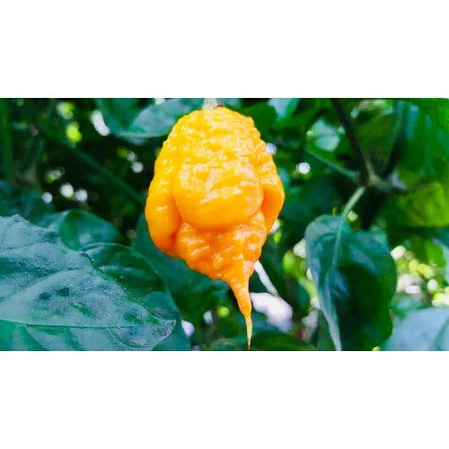 Yellow Reaper Seeds for Planting [neera-v5-992e220d26e863cbcb9d]