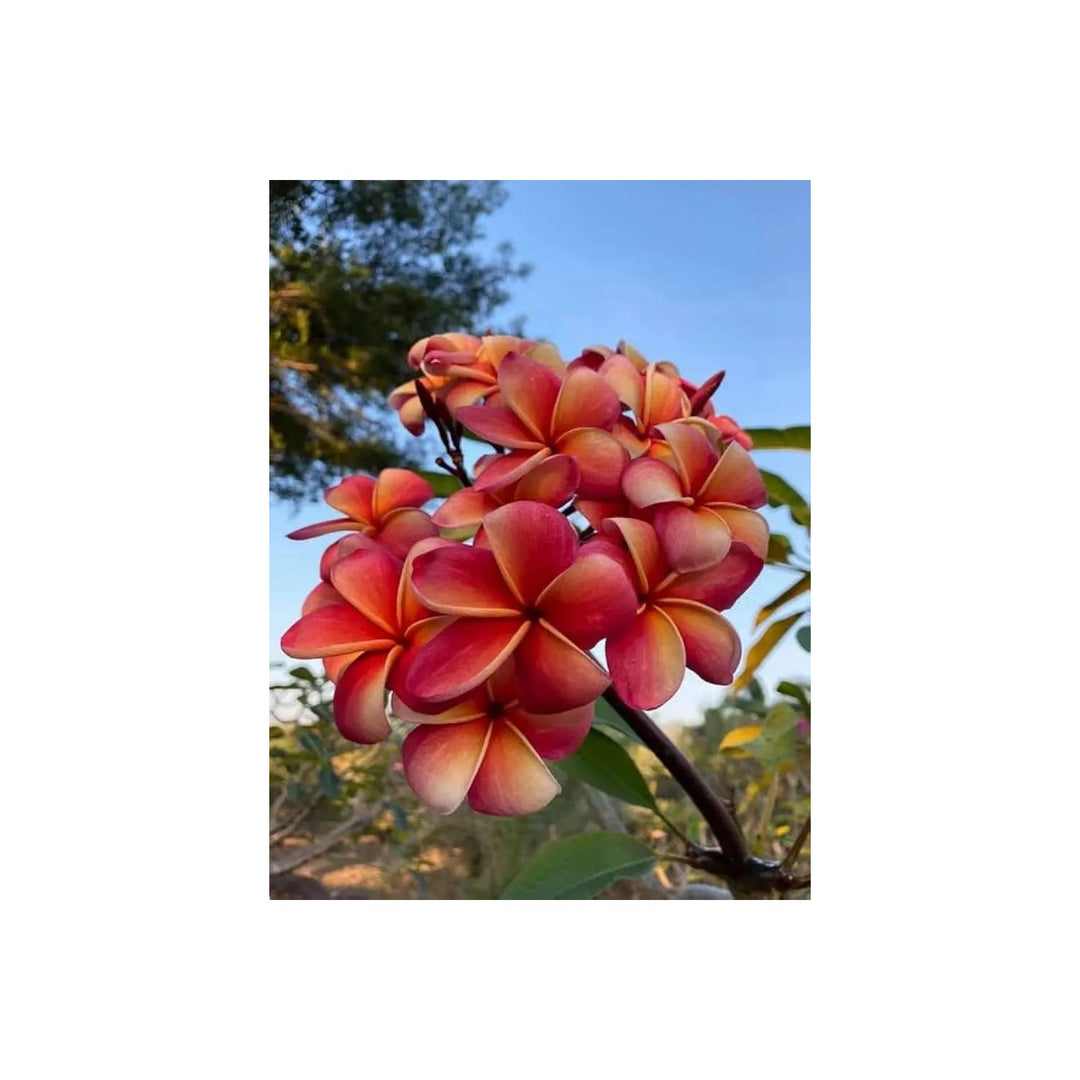 Rubra Flower For Planting Non Gmo Flower Seeds for Home Garden Planting, Landscape Organic Blooming [neera-v5-993a2e6bd7949a9dcc97]