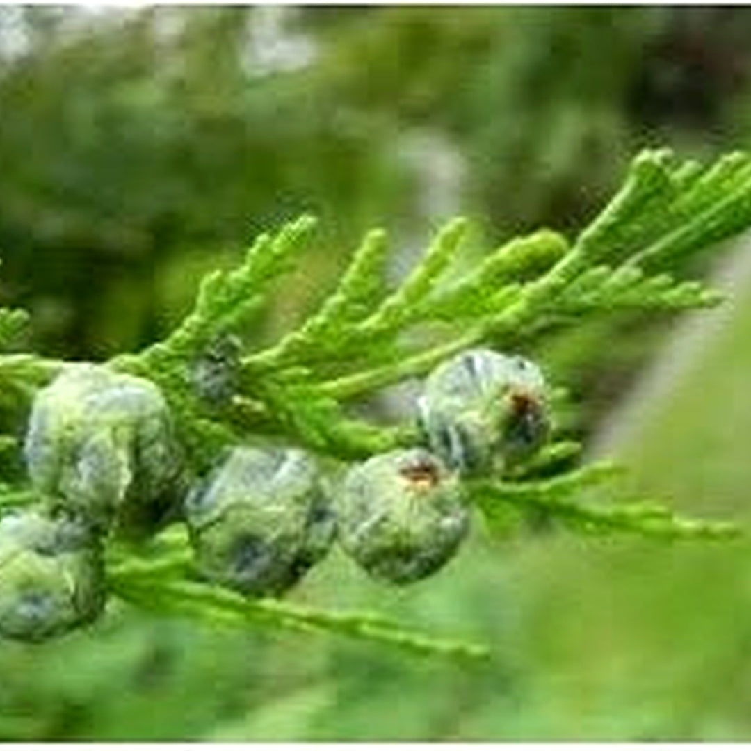 pendula Chamaecyparis Nootkatensis Tree Seeds [neera-v5-993a4150358860ba5583]